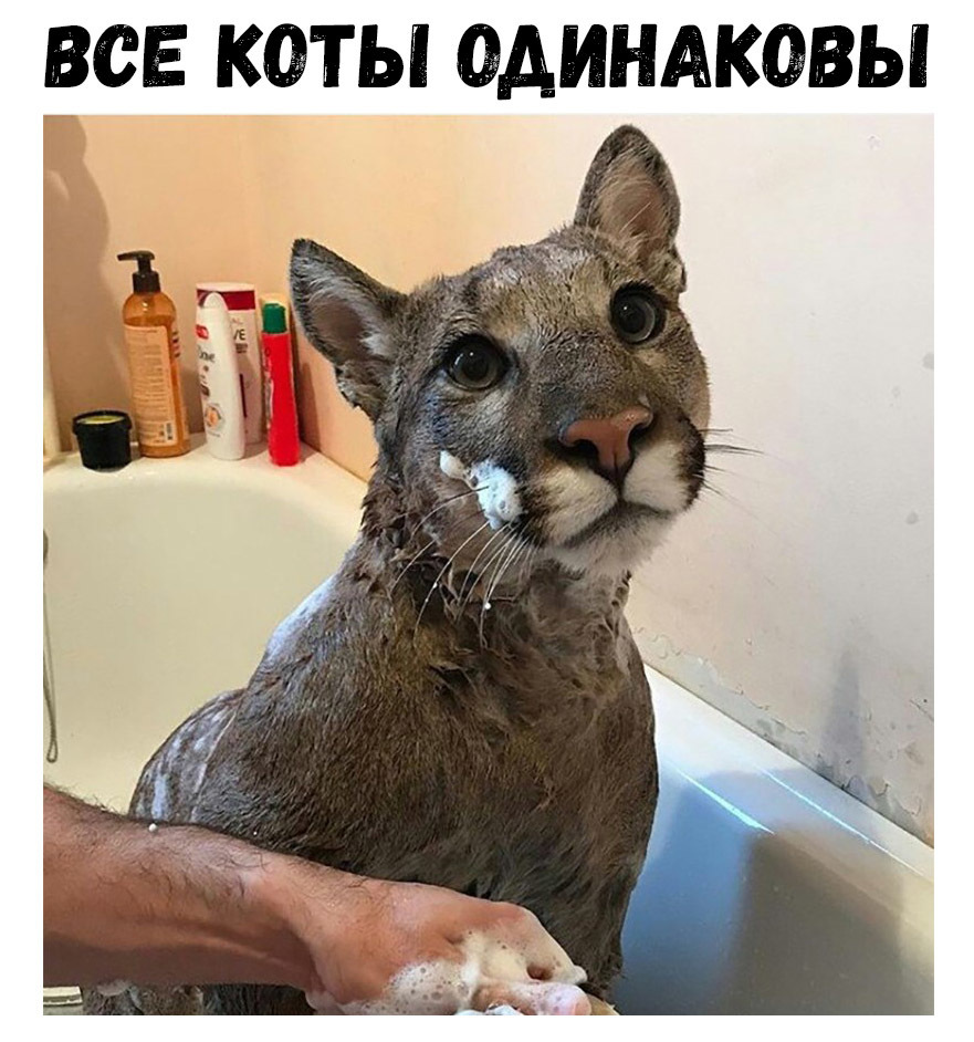 ВСЕ КОТЫ ОДИНАКОВЫ