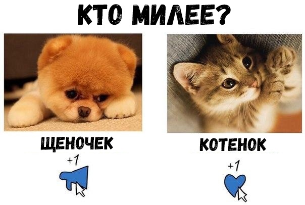 КТ 0 МИАЕЕ ЩЕ 10ЧЕК КОТЕНОК 1