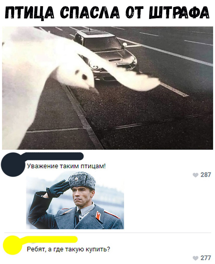 ПТИЦА с Уважение таким птицам д Ребят а где такую купить ПАСАА ОТ ШТРАФА Ла 287 277