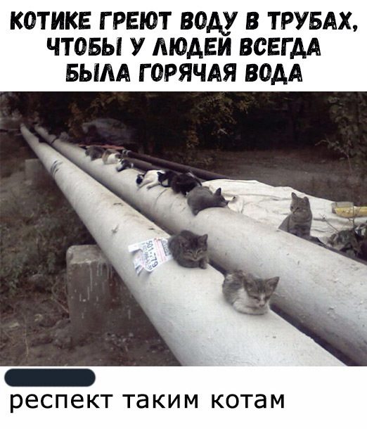 КОТИКЕ Г РЕЮТ ВОАУ В ТРУБАХ ЧТОБЫ У АЮАЕИ ВОЕГ АА БЫЛА ГОРЯЧАЯ ВОДА _ респект таким котам