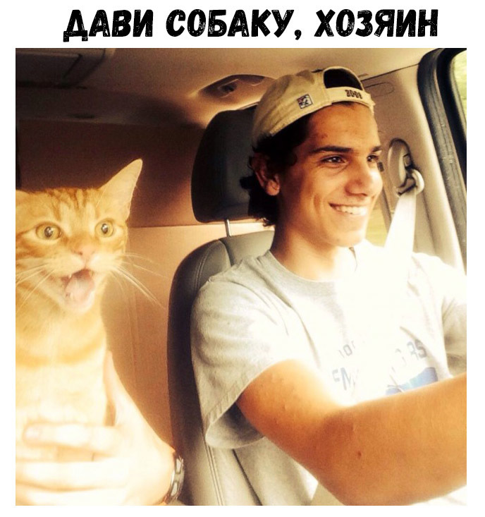 ААВИ СОБАКУ ХОЗЯИН