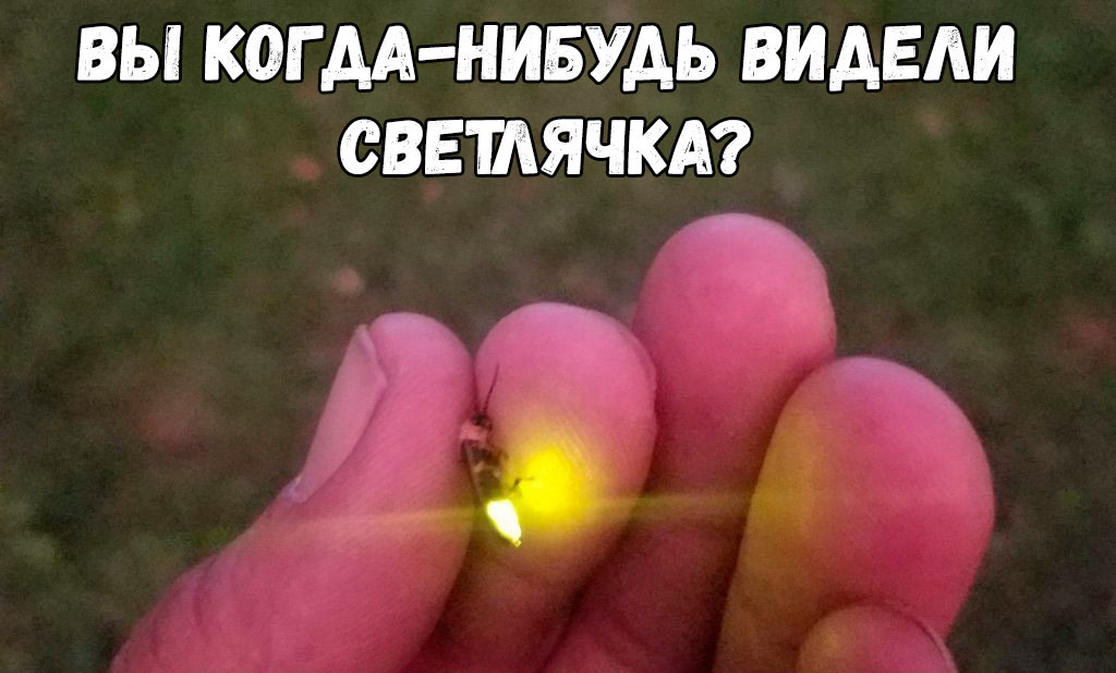 ВЫ КОГ дА НИБУДЬ ВИАЕАИ СВЕШЯЧКА д