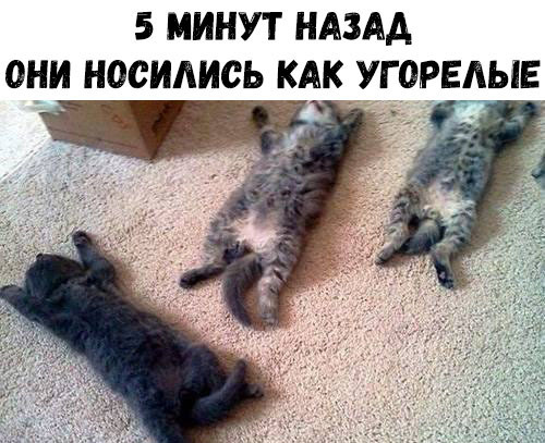 5 МИНУТ НАЗАА ОНИ Н00ИАИСЬ АКУГОРЕАЫ