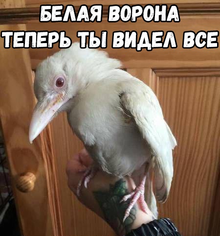 ввмя воронд теперь ты видел все