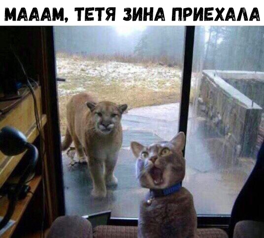 МАААМ ТЕТЯ ЗИНА ПРИЕХААА