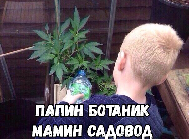 ПАПИН БОШНИК МАМИ СААОВОА