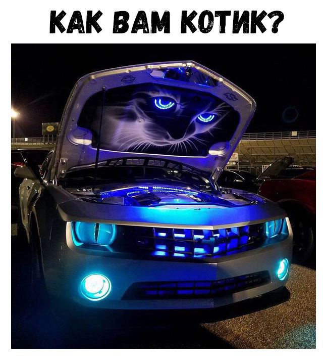 КАК ВАМ КОТИК