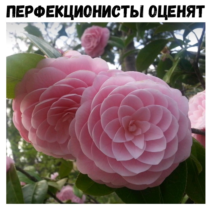ПЕРФЕКЦИОНИСТЫ ОЦЕНЯТ