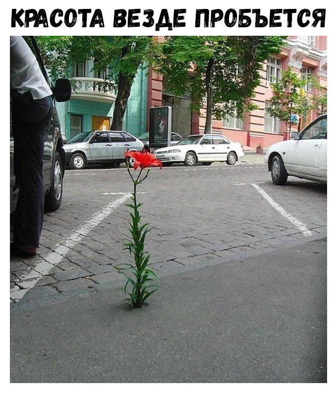 КРАСОТА ВЕЗАЕ ПРОБЪЕТСЯ