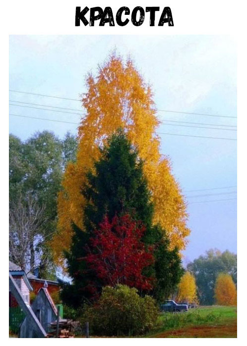 КРАСОТА