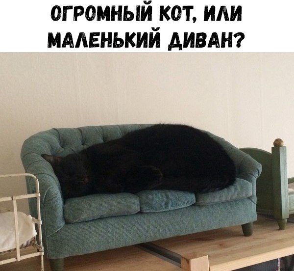 огромный_кот ИАИ мменькии дивдт