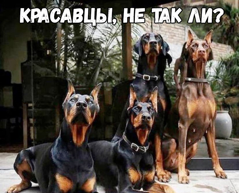 и Р КРАСАЕЦЫ НЕ ШК АИ