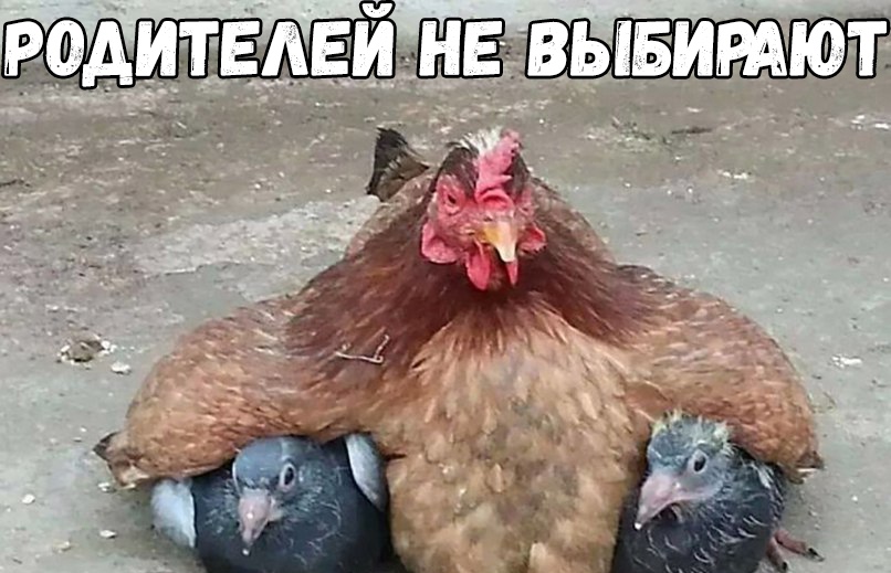 РФАИТЕАЕИ