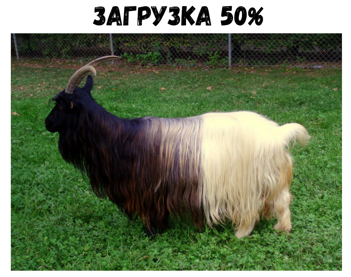 ЗАГРУЗКА 50