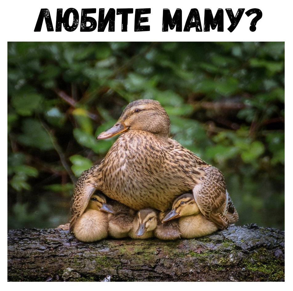 ЛЮБИТЕ НАНУ