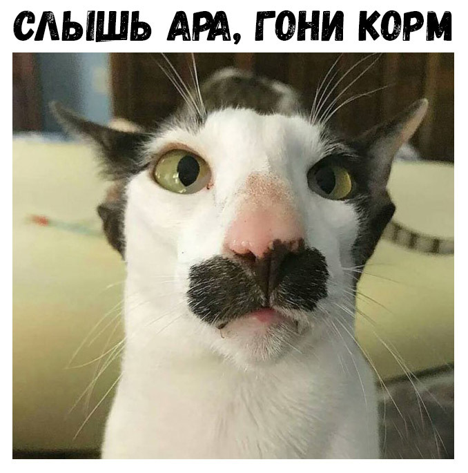 СЛЫШЬ АРА Г ОНИ КОРМ