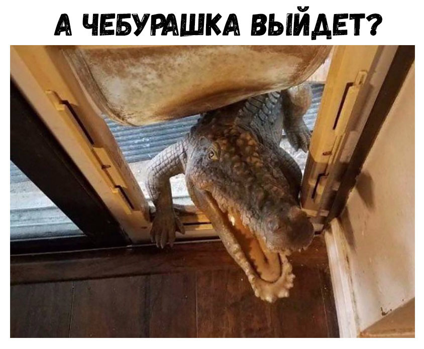 А ЧЕБУРАШКА выйдет