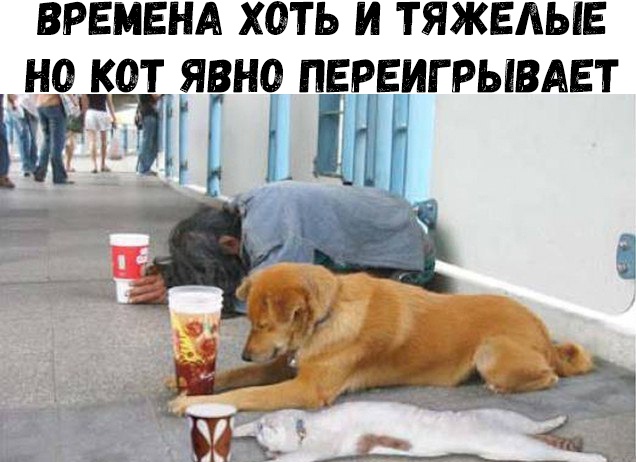 ВРЕМЕНА ХОТЬ И ТЯЖЕАЫЕ НО КОТ ЯВНО ПЕРЕМГРЫВАЕТ иш