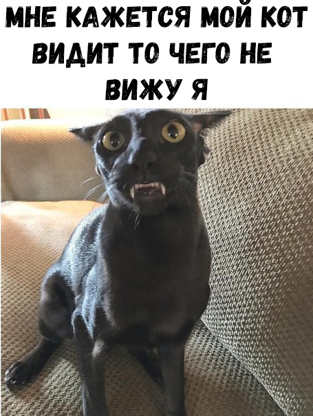 мне кджвтся мои кот видит то чего не вижу