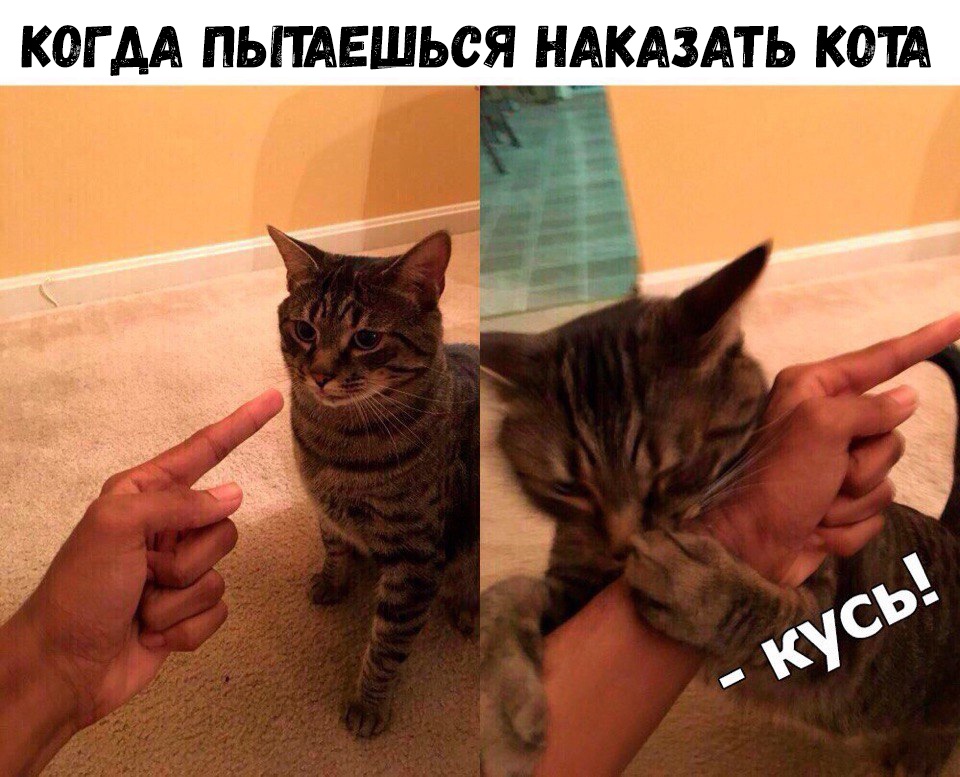 КОГДА ПЫТАЕШЬСЯ НАКАЗАТЬ КОТА ц _ 2