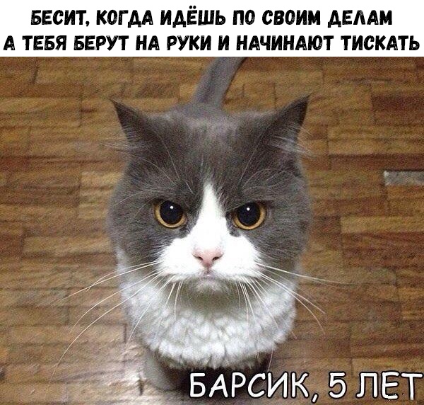 БЕСИТ КОГ АА ИАЁШЬ по своим АЕААМ А ТЕБЯ БЕРУТ НА РУКИ И НАЧИНАЮТ ТИСКАТЬ БАРСИК 5 ЛЕТ