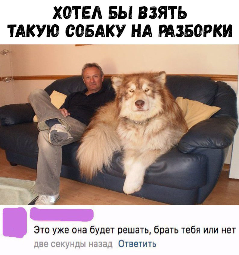 ХОТЕА БЫ ВЗЯТЬ ТАКУЮ СОБАКУ НА РАЗБОРКИ Это уже она будет решать брать тебя или нет ітіх Ед Ответить