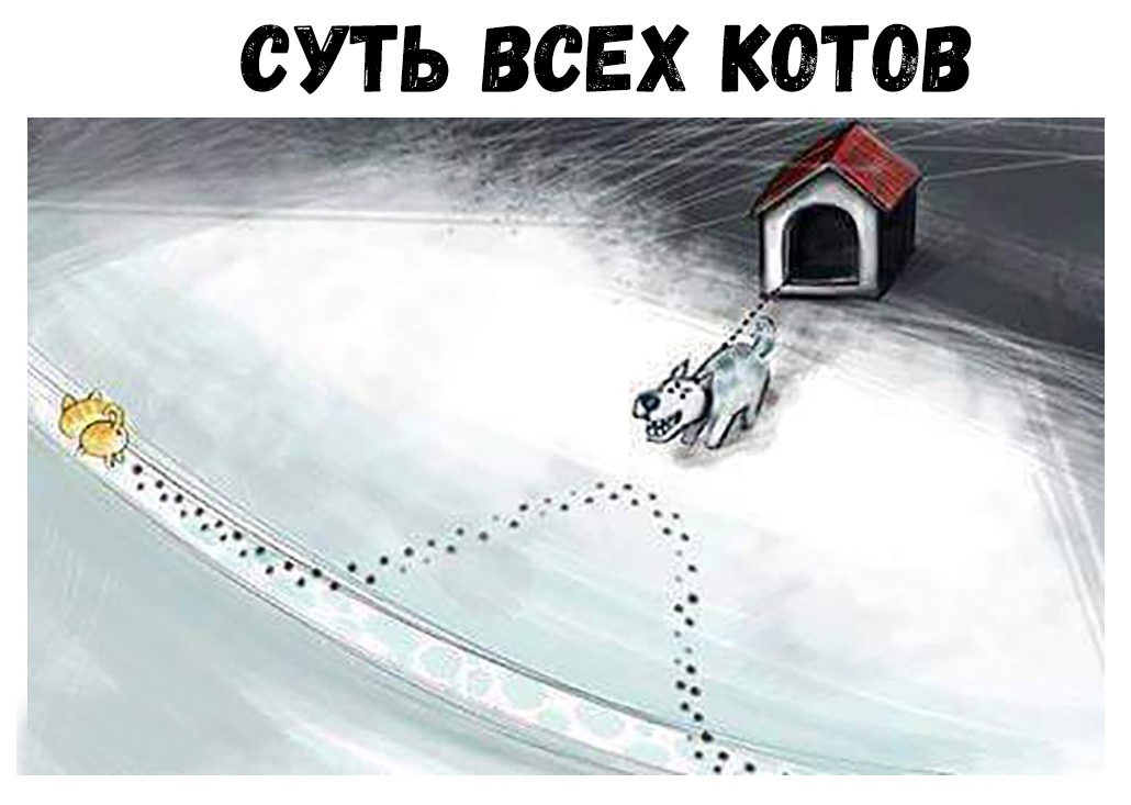 СУТЬ ВСЕХ КОТОВ