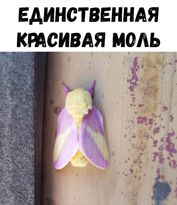 Единственндя ктсивдя иль