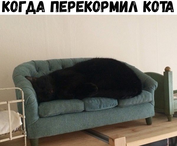 КОГДА ПЕРЕКОРМИЛ КОТА
