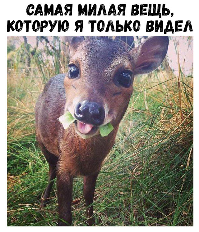 САМАЯ МИААЯ ВЕЩЬ КОТОРУЮ Я ТОЛЬКО ВИДЕ _ 3 ТЧ