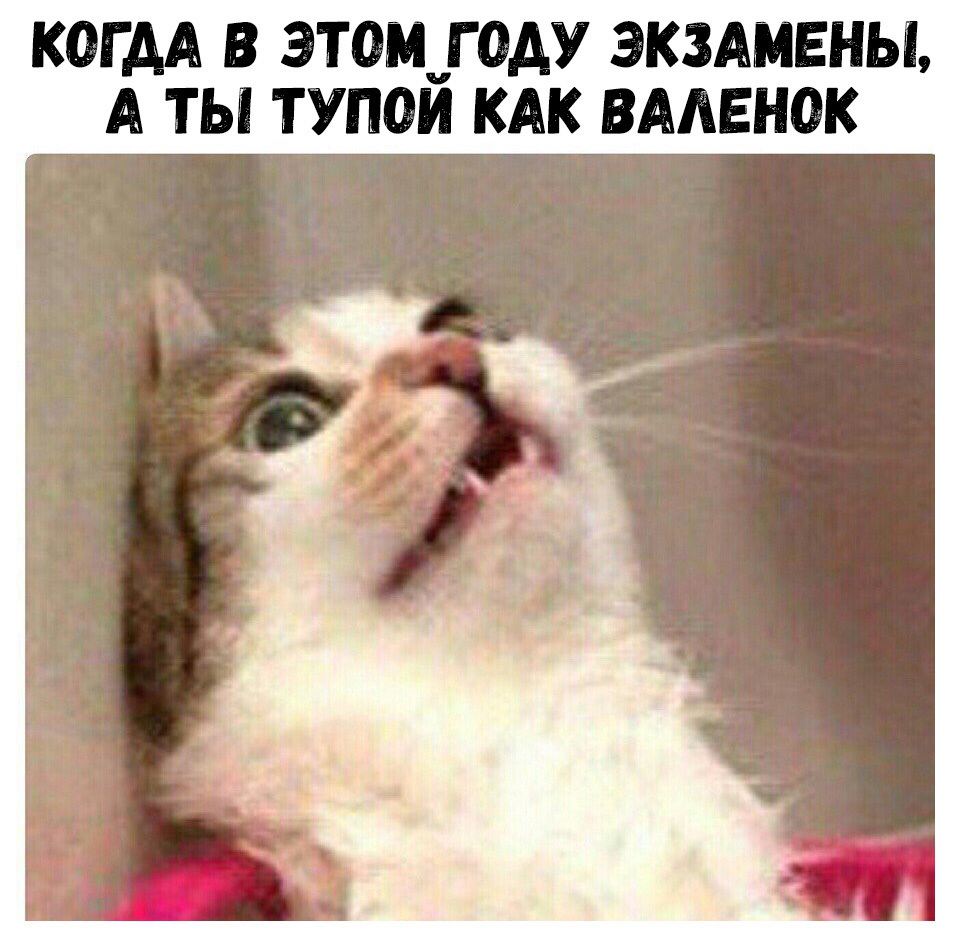 КОГДА В ЭТ0М_Г0АУ ЭКЗАМЕНЫ А ТЫ ТУПОИ КАК ВААЕНОК