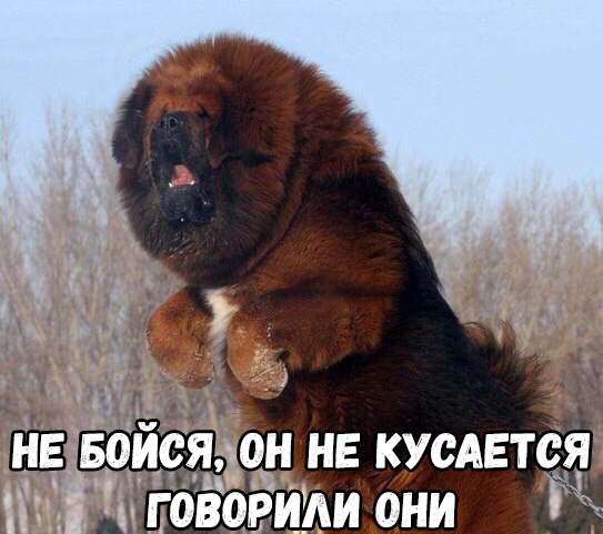 ШЗ Боися ОН НЕ КУСАЕТСЯ тети