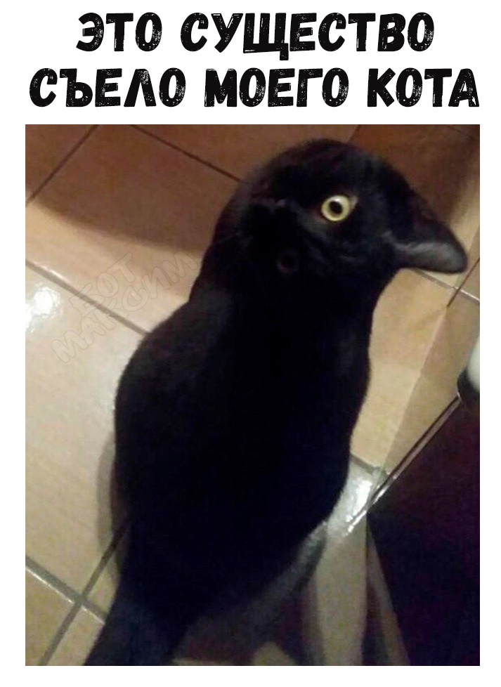 ЭТО СУЩЕСТВО СЪЕЛО МОЕГО КОТА