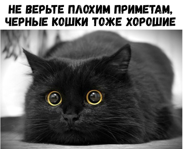 НЕ ВЕРЬТЕ ПАОХИМ ПРИМЕТАМ ЧЕРНЫЕ КОШКИ ТОЖЕ ХОРОШИЕ