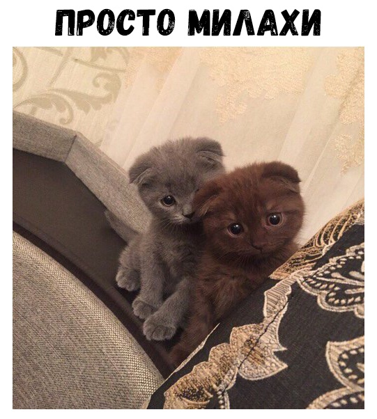 ПРОСТО МИЛАХИ
