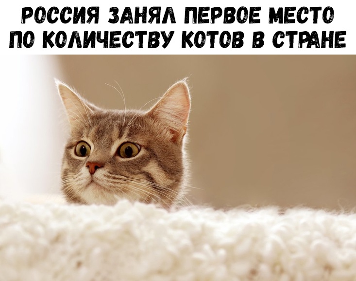 РОССИЯ ЗАНЯА ПЕРВОЕ МЕСТО ПО КОЛИЧЕСТВУ КОТОВ В СТРАНЕ щ д