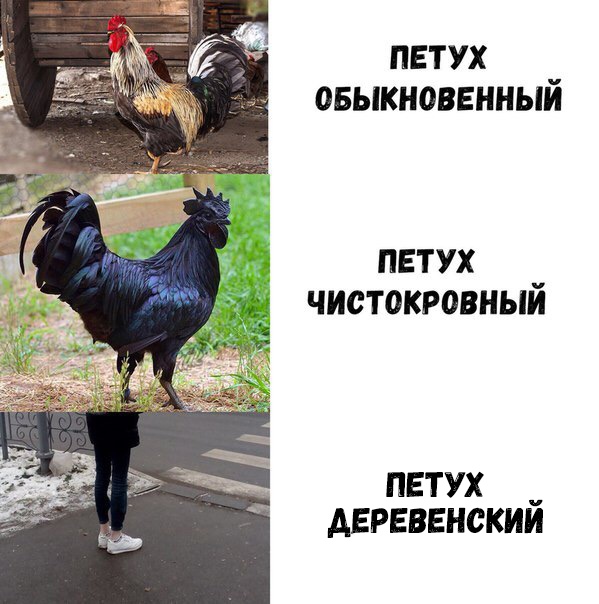 петух овьжноввниьш ПЕТУХ _ ЧИСТОКРОВНЫИ петух _ двревенскии