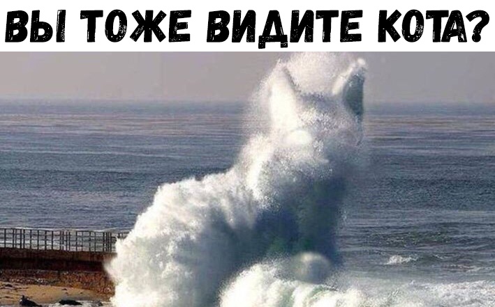 ВЫ ТОЖЕ ВИАИТЁ КОТА