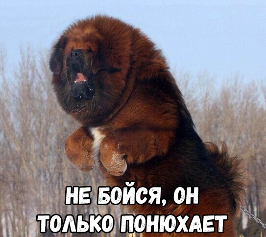 нввоися он ТОАЬКОЛОНЮХАЕТ _