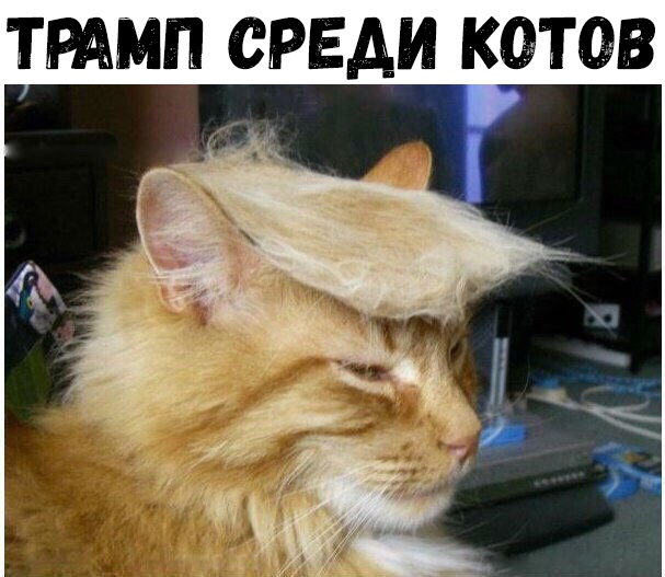 ТРАМП СРЕДИ КОШВ