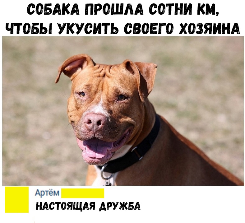 СОБАКА ПРОШЛА СОТНИ КМ ЧТОБЫ УКУСИТЬ СВОЕГО ХОЗЯИНА Артем НАСТОЯЩАЯ ДРУЖБА