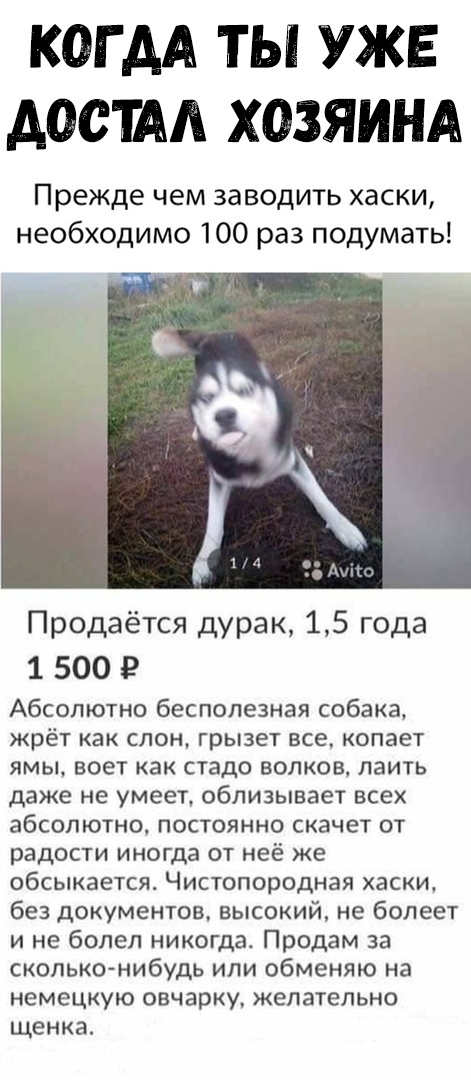 КОГ АА ТЫ УЖЕ АОСША ХОЗЯИНА Прежде чем заводить хаски необходимо 100 раз подумать Продаётся дурак 15 года 1 500 г Абсолютно бесполезная собака жрёт как слон грызет все копает ямы воет как стадо волков лаить даже не умеет облизывает всех абсолютно постоянно скачет от радости иногда от неё же обсыкается Чистопородная хаски без документов высокий не болеет и не болел никогда Продам за скольконибудь и