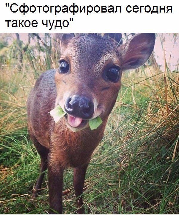 сфотографировал сегодня такое чудо