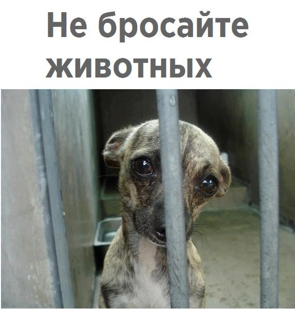 Не бросайте животных
