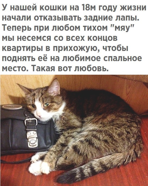 У нашей кошки на 18м году жизни начали отказывать задние лапы Теперь при любом тихом мяу мы несемся со всех концов квартиры в прихожую чтобы поднять её на любимое спальное место Такая вот любовь