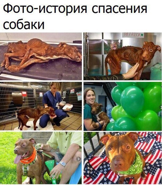 Фото история спасения собаки Чиа