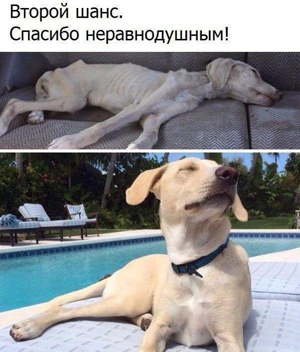 Второй шанс Спасибо неравнодушным