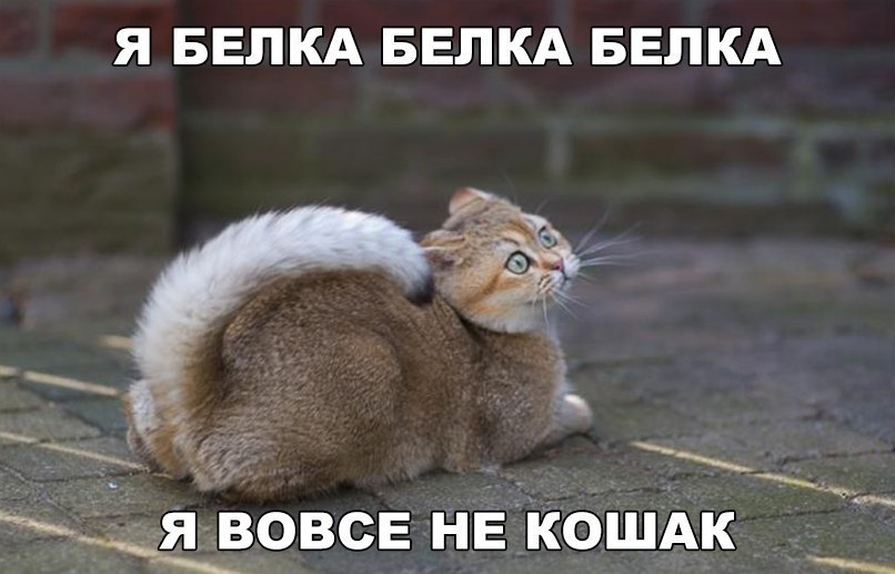 Я БЕЛКА БЕЛКА БЕЛКА ____вовсв нЕ КОШАК