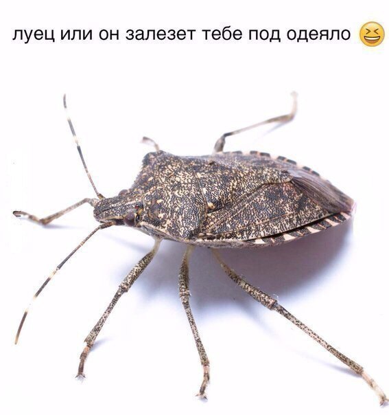 ЛУЭЦ ИЛИ ОН ЗЭЛЭЗЭТ тебе ПОД одеяло