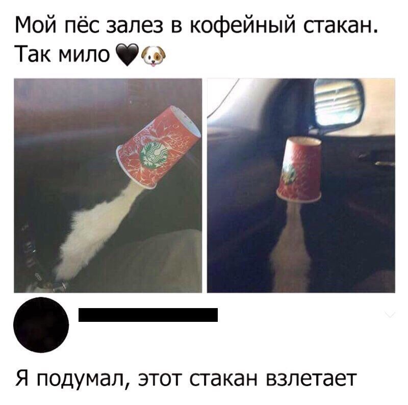 Мой пёс залез в кофейный стакан Так мило 69 Я подумал этот сгакан взлетает